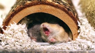 Ever wonder what it looks like when a hamster yawns [upl. by Anide49]