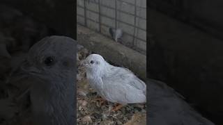 വെറുതെ പൈസ പോയി🐣  Button quail brooding buttonquail petlovers quail [upl. by Milissa]