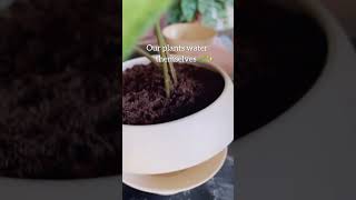 Ceramic plant pot with drainage and selfwatering system garden lifehack 😉 plants planter pots [upl. by Ernestus613]