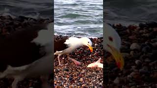 Seagull VS shark ⛔️ Graphic content [upl. by Eolcin]