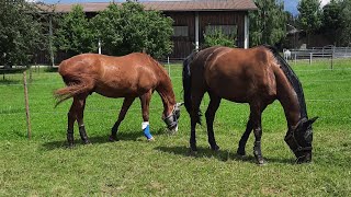 Koppelzeit mit Diggy und Luke 🫠 horse horses dressage koppel [upl. by Hoisch]