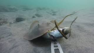 Round stingray feeding with GoPro on MKII at DelMar dog beach [upl. by Campman]