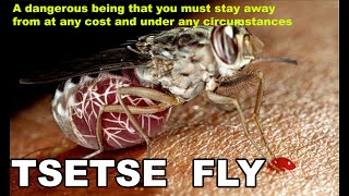 Tsetse fly A dangerous being that you must stay away from at any cost and under any circumstances [upl. by Karr864]