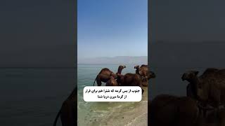 Qeshm Island camels bathing in the sea because of the hot weatherجزیره قشم به دریا رفتن شترها [upl. by Ikilisav]