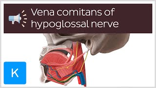 Vena comitans of hypoglossal nerve  Anatomical Terms Pronunciation by Kenhub [upl. by Noah]