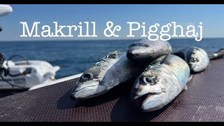 Makrill amp Pigghaj på Västkusten [upl. by Audy]