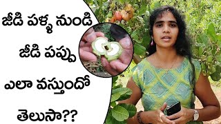 Cashew Nut From Fruit Cashew Apple Growing  Jeedipappu  Kaju జీడిపప్పు  Oneindia Telugu [upl. by Orr]