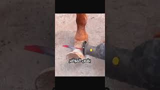 تنظيف حوافر الحصان 🐎 😇 shorts [upl. by Nosyt]