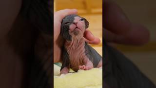 Little sphynx baby who likes petting❤️ shorts sphynx kitten cat cute [upl. by Arawaj]