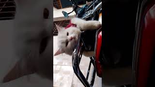 Monday aa gaya catloversfunny video [upl. by Willyt]