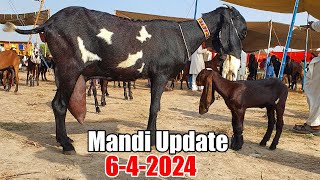 Qurbani wala janwar Bakra eid 2024  Kameer Bakra Mandi New Update 2024 [upl. by Noonberg613]