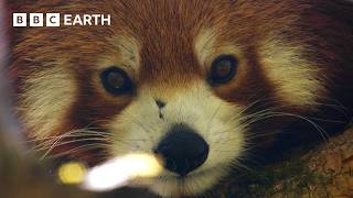 Filming the Adorable but Elusive Red Panda  The Making of Asia  BBC Earth [upl. by Werner]