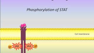 JAK STAT Signaling Pathway [upl. by Werra]