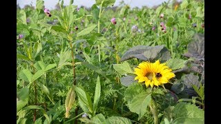 TerraLife®  Überlegenheit von artenreichen Zwischenfruchtmischungen bewiesen [upl. by Naenej]