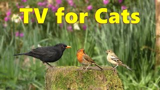 Birds for Cats to Watch on TV Spectacular [upl. by Nifares]