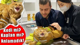 KEDİ SALDIRISI 😱 ELİMİ ISIRDI RESMEN😨 Yeni Seviye Yüklendi Simba✅ inanoğlu kedisaldırısı [upl. by Janice]