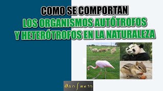 Como se comporta la energía en la naturaleza [upl. by Charmaine]