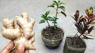 How to use ginger as natural pesticide  Remove mealybugs from plants [upl. by Deryl]