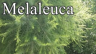 how to grow Melaleuca plants caregrowing tipsMelaleuca palnt evergreen plant [upl. by Nesrac]