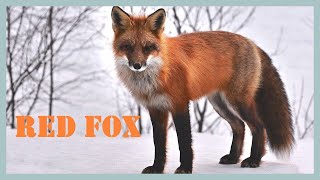 Red fox sounds amp calls Strange sounds and barking call made by a fox [upl. by Ahsal]