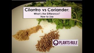 Cilantro vs Coriander Whats the Diffference from PlantsRule [upl. by Punak]