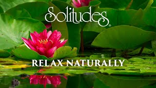 Dan Gibson’s Solitudes  The Water Lily  Relax Naturally [upl. by Melville286]