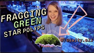 HOW to FRAG Green Star Polyps GSP with Salty Ali [upl. by Kcitrap]