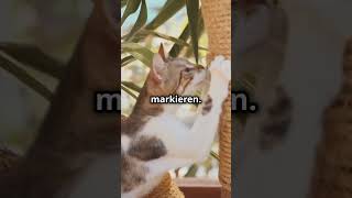 Kennst du das süße Treten deiner Katze mit den Pfoten 😻 🐾Was steckt wirklich dahinter 🐾🐾🐾 cats [upl. by Idnem]