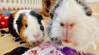 A Guinea Pig Floor Time Vlog and Lots of Squeaking [upl. by Lielos]