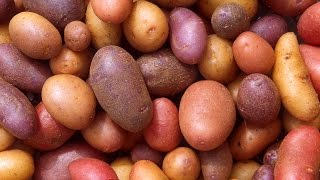 HOW TO GROW POTATOES IN A BAG [upl. by Acceber]