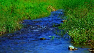 Babbling Brook Sleep Sounds  Relaxing River Sounds  Peaceful Forest River  Nature Video [upl. by Jayson485]