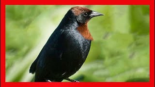 CongoVarillero Canto  Chestnut Capped Blackbird Bird Song  Agelaius Ruficapillus [upl. by Almond]