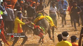 ಭರ್ಜರಿ ಹುಲಿಗಿನಕೊಪ್ಪ ಹೋರಿ ಹಬ್ಬ 2023 Top Hulaginakoppa Horihabba 2023 part 1 indianbull [upl. by Walley]