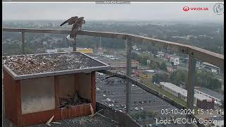 VEOLIA Łódź PLAfrodyta on railing Dżulian on roof looking for food runs to Mom2024 10 03 14 57 [upl. by Lashondra]