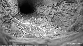 Bermuda Petrels Live CahowCam 1  Nonsuch Expeditions [upl. by Annahaj870]