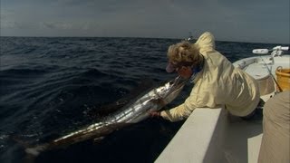 Hobe Sound Sailfishing with Light Tackle and Norm Isaacs [upl. by Amado]