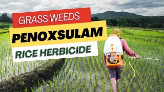 Penoxsulam Herbicide Effective Weed Control in Rice Cultivation  Uses Mode of Action amp Dosage [upl. by Repinuj]