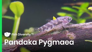 One of the Smallest Fish in the World  Dwarf Pygmy Goby Pandaka Pygmaea  Planted Tank [upl. by Mckenna]