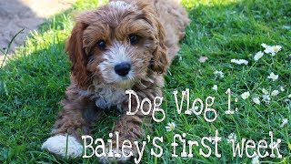 CAVAPOO PUPPY  DOG VLOG 1  BAILEYS FIRST WEEK [upl. by Illona]