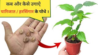 पारिजात हरसिंगार के पौधे बीज से उगाऐ । How to grow Parijat  Harsingar plant from seeds at home [upl. by Olimpia]