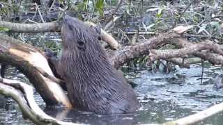 Biber am vom Sturm gefällten Baumkrone  Castor fiberEuropäischer BiberEurasian Beaver [upl. by Aveneg]