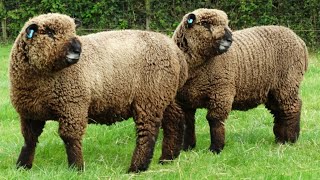 Ryeland Sheep  Dual Purpose Easy Keepers [upl. by Nalced]