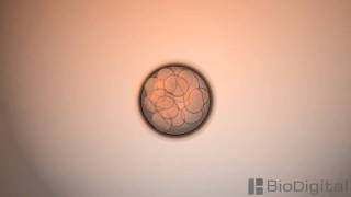 3D Medical Animation  Mitosis [upl. by Dibri]