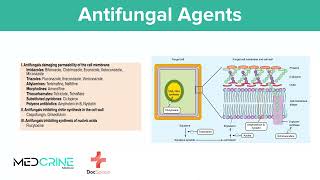 Antifungal Drugs pharmacology simplified [upl. by Gnut]