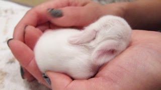 Newborn Baby Bunnies Snuggle and Sleep [upl. by Lole894]