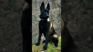 The Belgian shepherd malinois dogs [upl. by Camp]