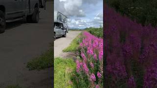 Fireweed and Cupcake [upl. by Josie]