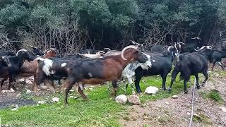 Goats of Greece 🐐🏞️🇬🇷🐐 [upl. by Baniaz]