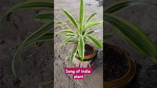 How to growing song of India best tebal plant  gardening plants shorts short plantlove [upl. by Gladys]