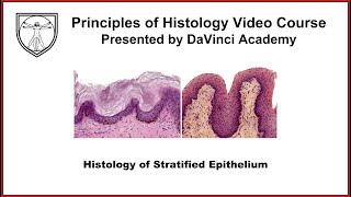 Histology of Stratified Epithelium and Urothelium Epithelium 5 of 7 [upl. by Ahrat]